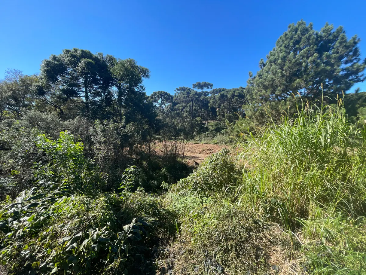 LOTE 0005 - Imóvel de 3.718,95 m², Rua Jose Robel, S/N - COLONIAL - SÃO BENTO DO SUL