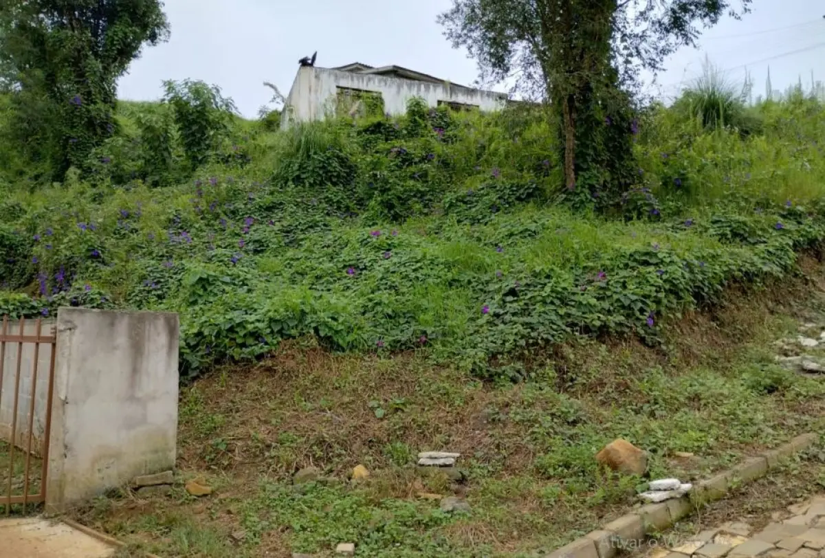 LOTE 001 - meação correspondente a Mario Vezaro (isto é 50% do terreno de 900,00 m² na esquina das ruas José Ramos com João Barilka, em Calmon/SC