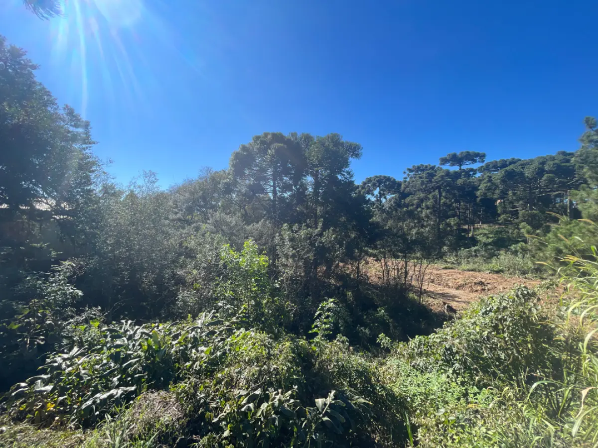 LOTE 0005 - Imóvel de 3.718,95 m², Rua Jose Robel, S/N - COLONIAL - SÃO BENTO DO SUL