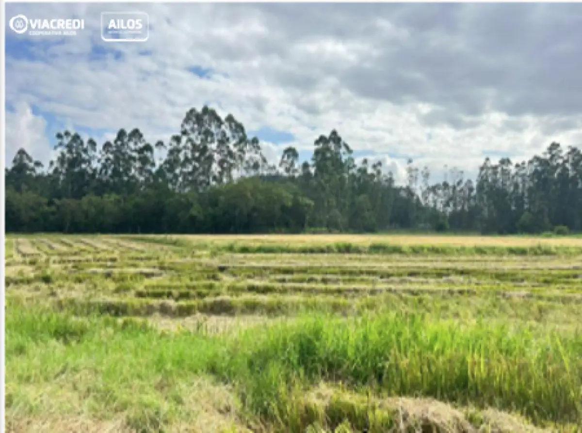 LOTE 001 - Terreno 2,904000 ha, localizado na Rua Joaquim Alves de Andrade, S/N, -, Poço Grande (Interior), em Gaspar/SC