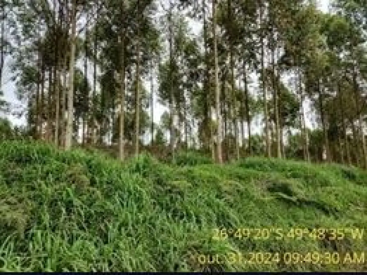 LOTE 003 - Terreno rural 13,85 hectares, situado na localidade de Serra das Abelhas, a 14 km da sede do município de Vitor Meireles/SC