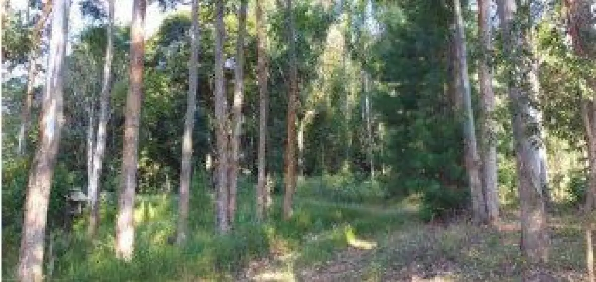 LOTE 032 - Terreno 8,9813 ha, localizado na Colônia Nova Galícia, s/n, na Zona Rural de Porto União/SC.