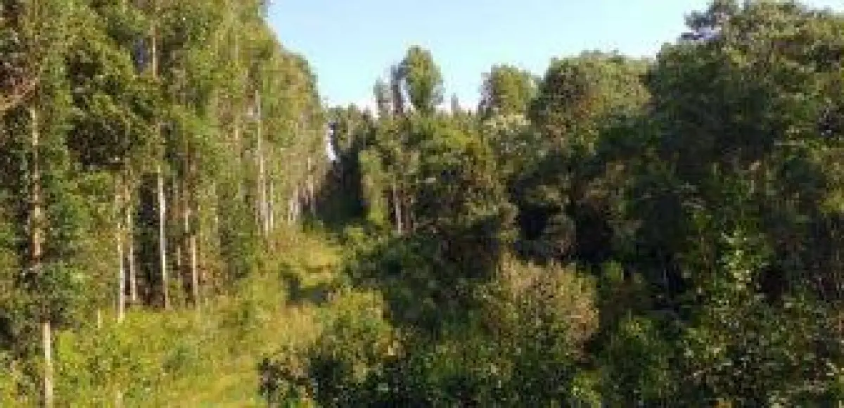 LOTE 032 - Terreno 8,9813 ha, localizado na Colônia Nova Galícia, s/n, na Zona Rural de Porto União/SC.