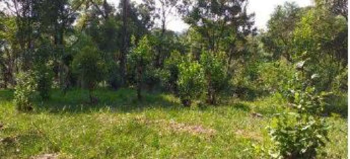 LOTE 032 - Terreno 8,9813 ha, localizado na Colônia Nova Galícia, s/n, na Zona Rural de Porto União/SC.