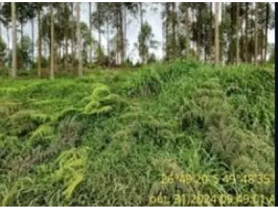 LOTE 003 - Terreno rural de  13,85 ha, na Serra das Abelhas, S/Nº, parte do lote n°29, Bairro Interior, em Vitor Meireles/SC,