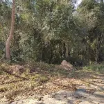 LOTE 001 - Imóvel de 11.640,40m², Cento II Alto de Mafra,  MAfra/SC.