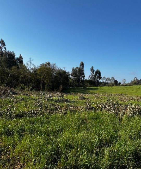 Terreno Rural 6,208500 Ha, Na Linha Ribeirão Da Prata, Rio Da Prata, No Interior Do Município De Rio Do Campo/sc, localizado em Rio Do Campo - SC